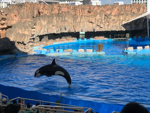 名古屋港水族館 シャチ