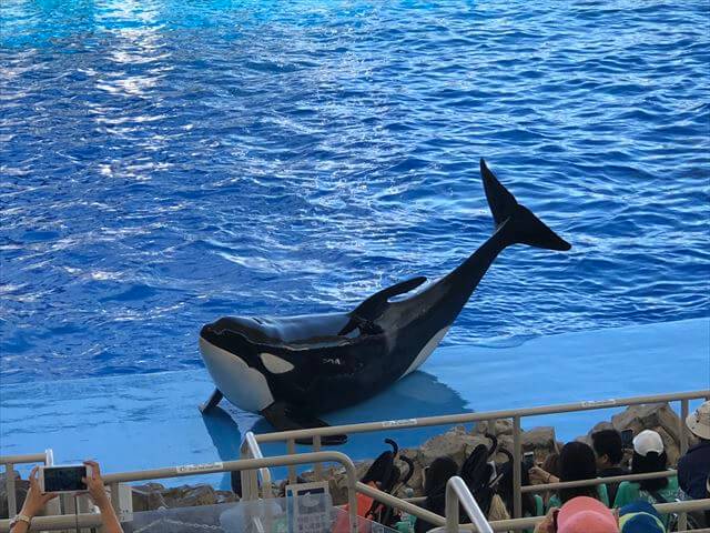 名古屋港水族館 シャチ