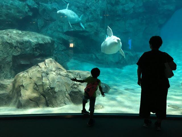 名古屋港水族館 シャチ