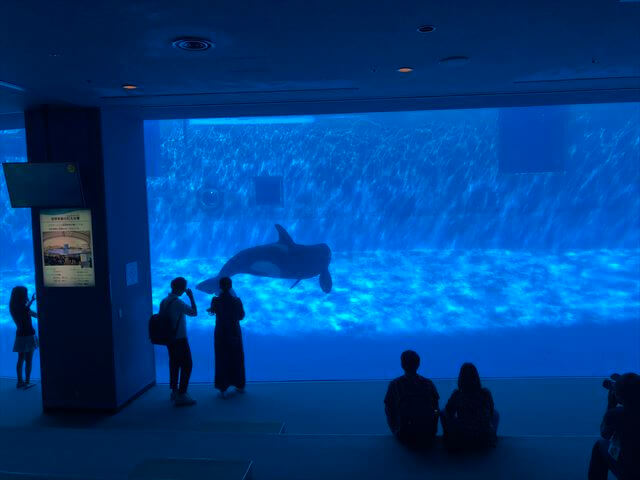 名古屋港水族館 シャチ