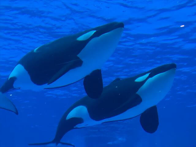 名古屋港水族館 シャチ