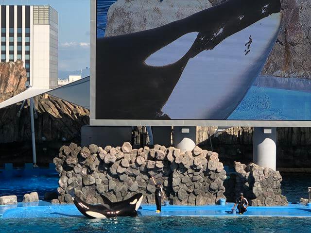 名古屋港水族館 シャチ