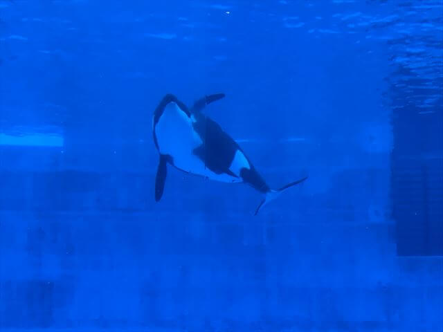 名古屋港水族館 シャチ