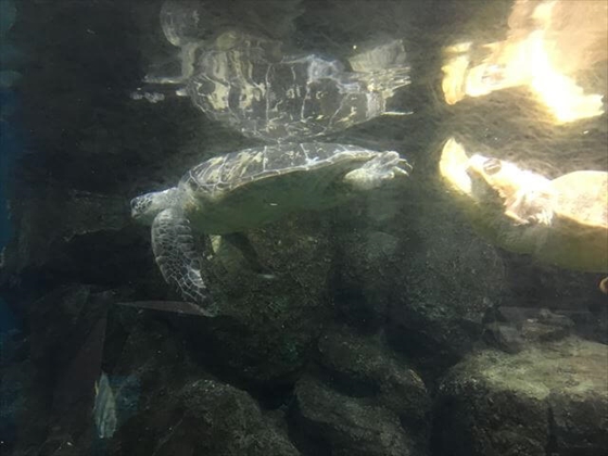 名古屋港水族館のウミガメ